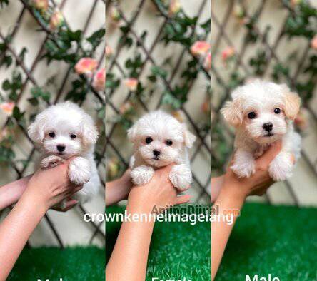 jual-maltipoo-male--female-FV3J1IHUIK