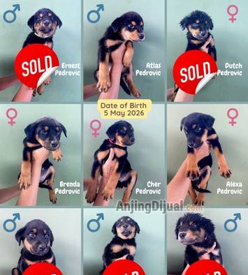 jual-anakan-rottweiler-sehat-9-ekor-FSD3BJ9FT9