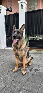 gsd-betina-sable-ACYS7QQ1L2