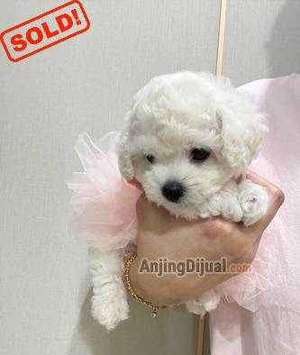 for-sale-bichon-frise-mini-korean-line-female-8L45LODZSQ