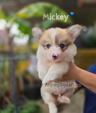 jual-corgi-long-hair-male-B66IN8Z867