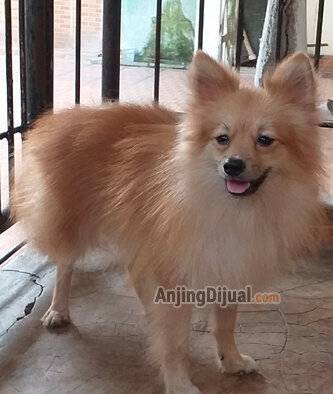 jual-pomeranian-jantan-remaja-kualitas-bagus-SDO9O50Z1K