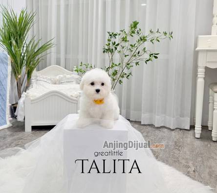 speciality-of-tiny-korean-line-pretty-and-dolly-face-bichon-frise-GXI2LB7RGN