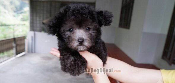 for-sale--silver-light-poodle-betina-super-cute-4NLLQ8QUCE