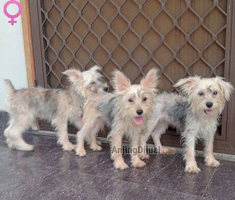 buy-1-get-2-female-snauzher-puppies-OBJOMONLP3