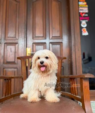 jual-maltese-jantan-11bln-termuraaah-T7NSCGG1LO