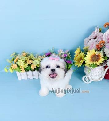 jual-super-mini-shihtzhu-female-corak-istimewa-muka-bersih-ngak-cemong-corak-nya-VV2X3VBONY