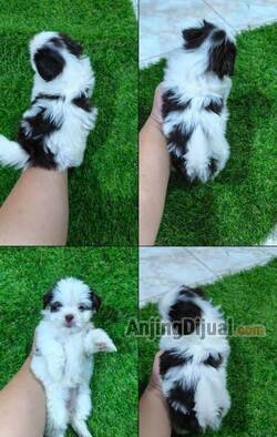 jual-puppies-shih-tzu-4-ekor-EH0KC2BXDQ