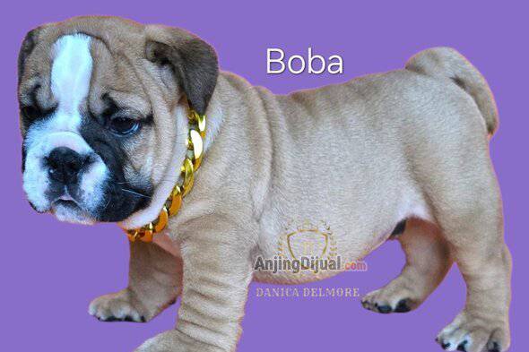 jual-premium-quality-english-bulldog-puppies-KDJHEPIUYH
