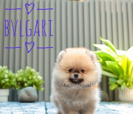 jual-2-ekor-anakan-pomeranian-lucu-ZWHWP1G1ZZ