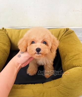 jual-poodle-murah-LDMHNJTTY9