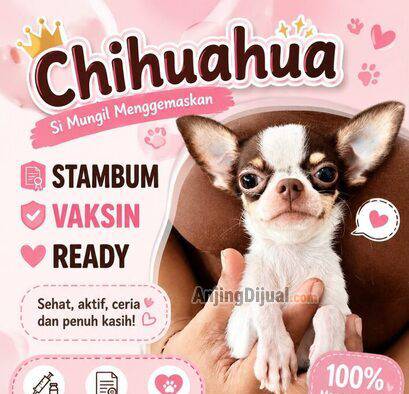 jual-chihuahua-murah-male-2KNZ8B5LAQ