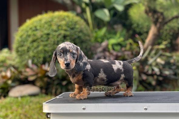 for-sale-puppy-male-miniature-dapple-dachshund-SH6YDTMZMK