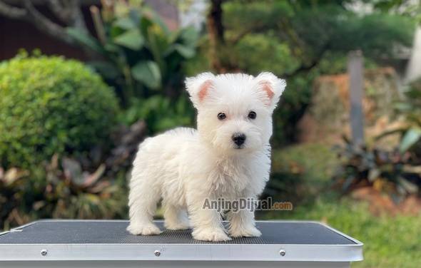 for-sale-puppy-female-west-highland-terrier-6AWE4K4GCG