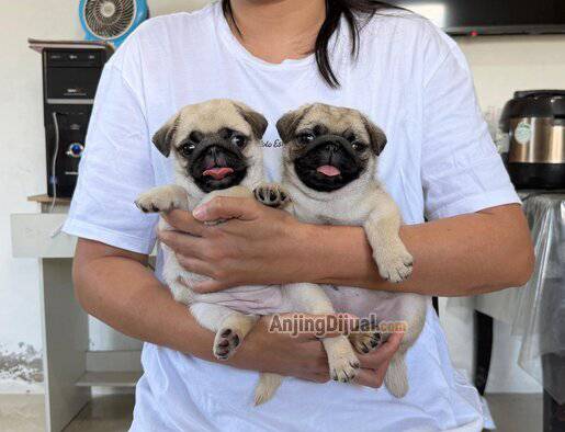 jual-baby-pug-lucu-9728AFPYLB