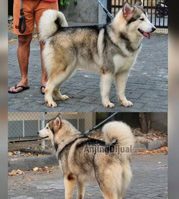 jual-alaskan-malamute-remaja-calon-indukan-bl-import-ina-champion-VL15HSAF05