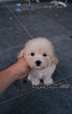 for-sale--apricot-light-poodle-betina-super-mungil-DUAQOXTOMW