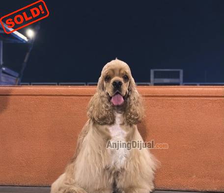 forsale-pejantan-american-cocker-spaniel-show-quality-PDM0RPQ3QZ