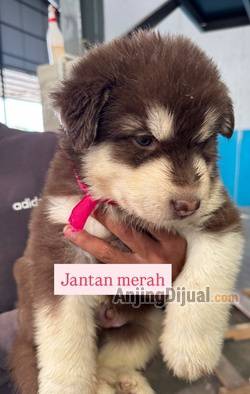 jual-alaskan-malamute-kualitas-super-0X40CQST1X