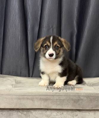 jual-corgi-jantan-super-gembul-lucu-warna-unik-G9L094LRTX