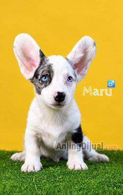 jual-cardigan-corgi-puppy-2-months-UCR5CG0SNI