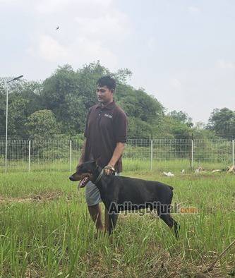 jual-doberman-jantan-dewasa-GFCFL1IE47