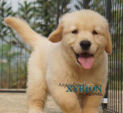 jual-1-ekor-golden-retriever-puppy-jantan-C0QMYXTBW4