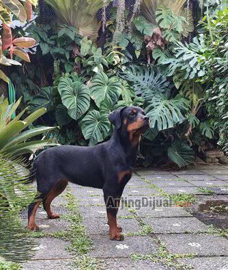 jual-rottweiler--betina-remaja-SB5UQFIAVC