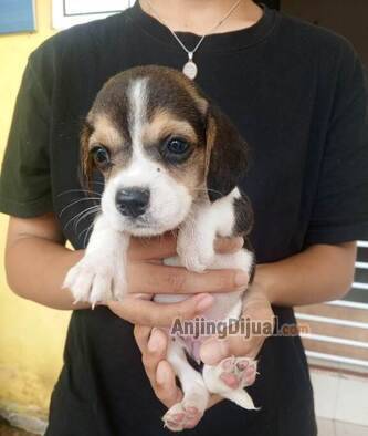 anak-beagle-cute-banget-dan-pintar-ZB7XEOHFSU