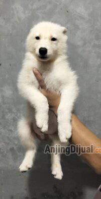jual-swiss-shepherd-3-jantan-1-betina-8QEMCJVBWJ