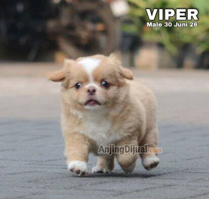 jual-cute-adorable-chihuahua-puppies-viper-M6WZOJOEWO