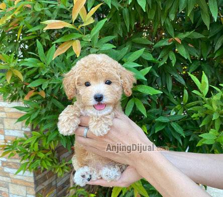 jual-poodle-jantan-marking-white-T45JJ6M2RY