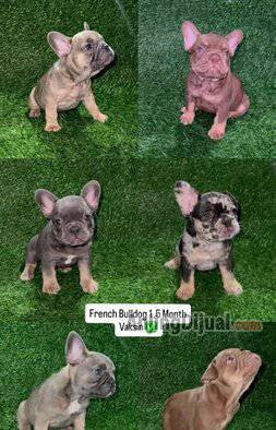 french-bulldog-puppy-RSR9G3L59H