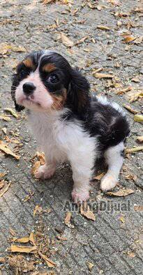 jual-tricolor-cavalier-king-charles-spaniel-betina-AJ2NY15JXD
