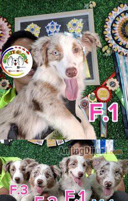 jual-border-collie-super-langkah-red-merle-dari-indukan-import-champion-show-IL7U2CIUDB