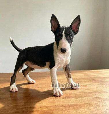 jual-puppy-bull-terrier-betina-AP5TUFGM0S