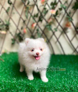 jual-minipom--pomeranian-bloodline-import-thailand-turunan-merle-77LS76WO0S