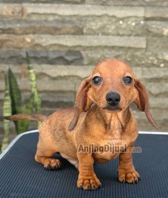 jual-miniature-dachshund-male-puppy-1HU982T33Q