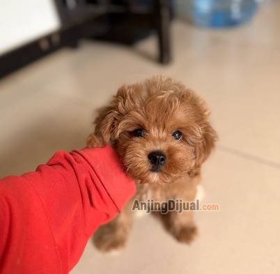 jual-maltipoo-cute-teddy-bear-face-8GRLQH9H36