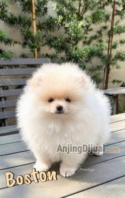 for-sale-elite-cream--white-pomeranian-by-prestige-poms-67YIEXHKC3