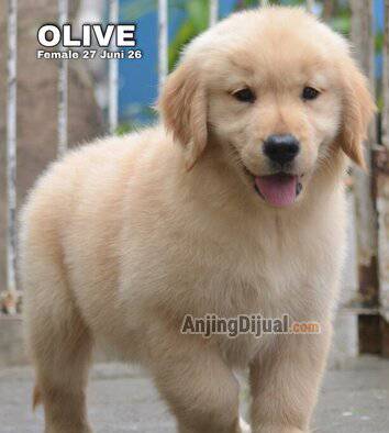 jual-cute-adorable-golden-puppy-olive-EP3L8YNJDD