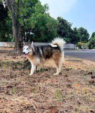 jual-alaskan-malamute-remaja-ganteng-jantan-bloodline-dreamcastle-n-hercules-SRRYMWJQS7