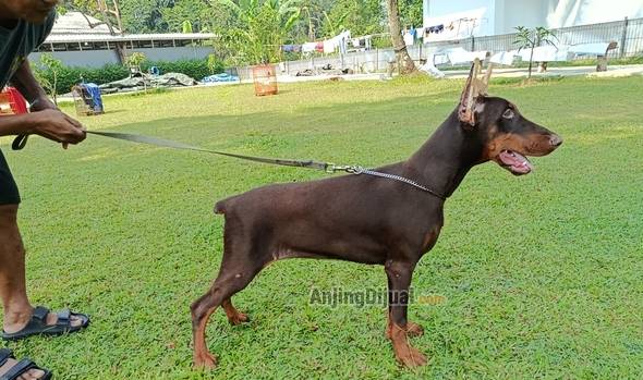 jual-puppy-dobermann-female-red-tan-top-quality-3KEY8IRQRO