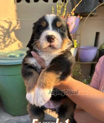 sale-puppy-bernese-7OD5EKXVAF