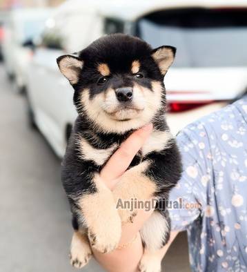 shiba-inu-black-tan-jepang-puppy-super-quality-for-sale-Y5YKCSBQLC