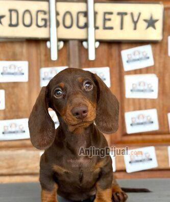 anjing-dachshund-smoothcoat-2-ekor-jantan-2FOAH37GRM