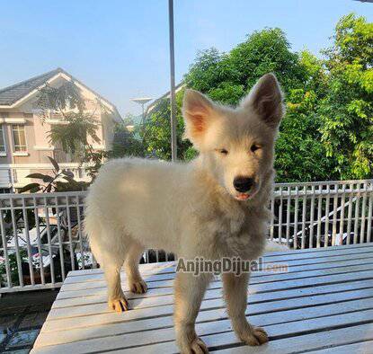 jual-samoyed-betina-fuwa-YP0AAW4J7M