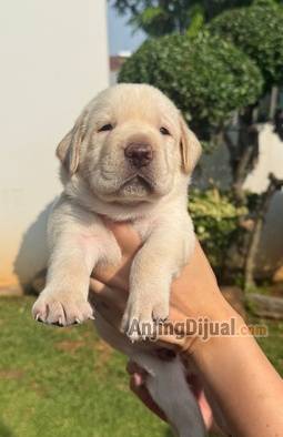 jual-anakan-labrador-1L33VIJ8K3