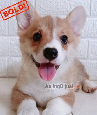jual-corgi-betina-VYT75SWBST