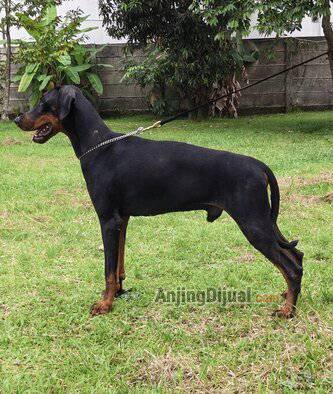 jual-2-ekor-doberman-calon-penjantan-TFXVM6PE9E